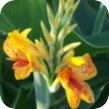 Schöne Blüte