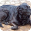 Hund